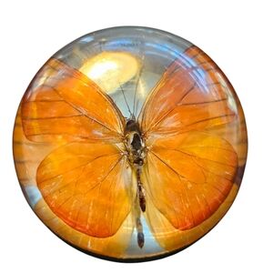 Butterfly Acrylic dome clear paper wt.